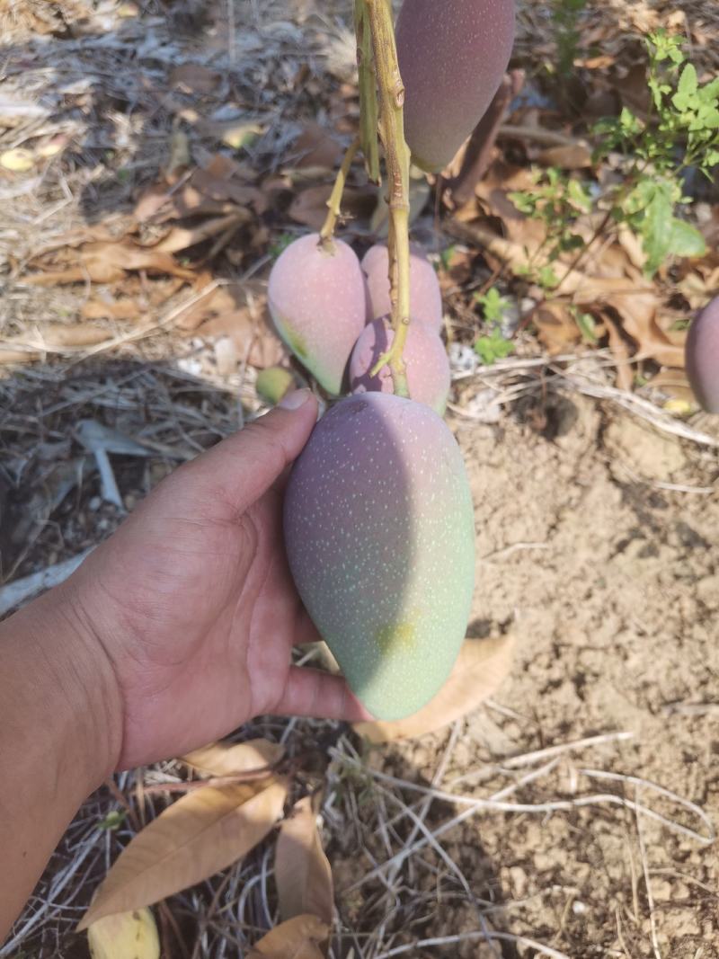 贵妃芒果，地头直采，光果3两起