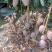 贵妃芒果，地头直采，光果3两起