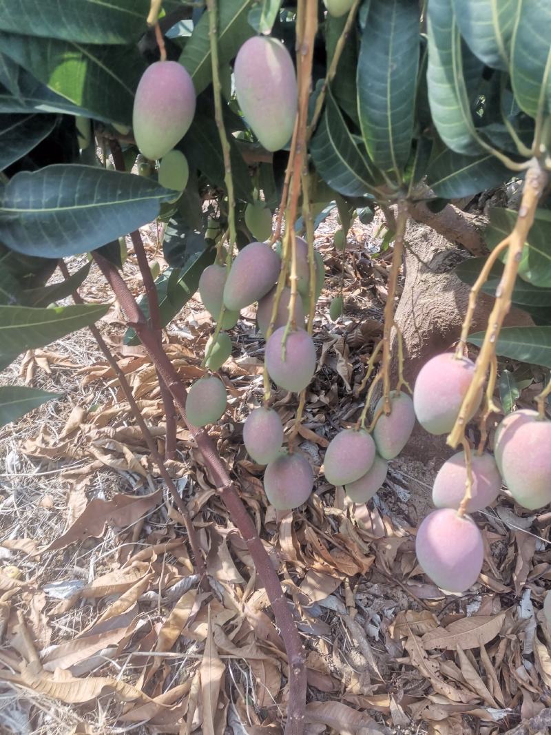 贵妃芒果，地头直采，光果3两起