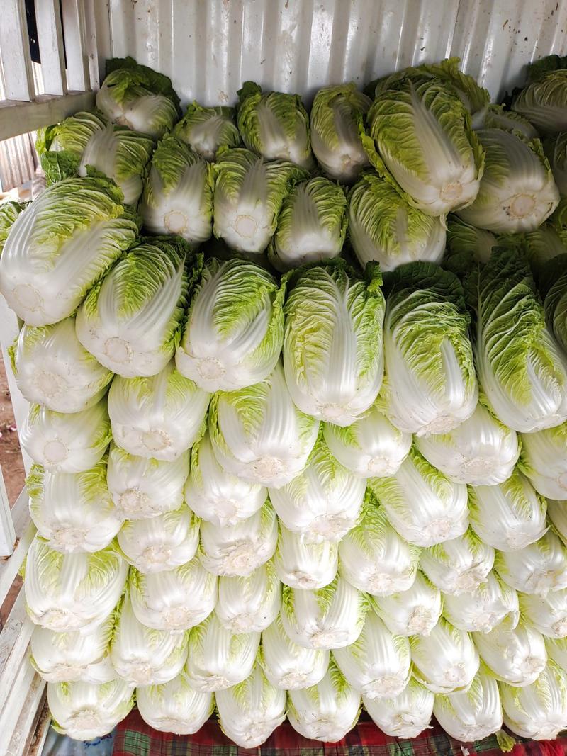 大白菜现货黄心大白菜大量上市品质优，价格便宜