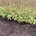 金山绣线菊金焰绣线菊日本绣线菊粉花绣线菊柳叶绣线菊