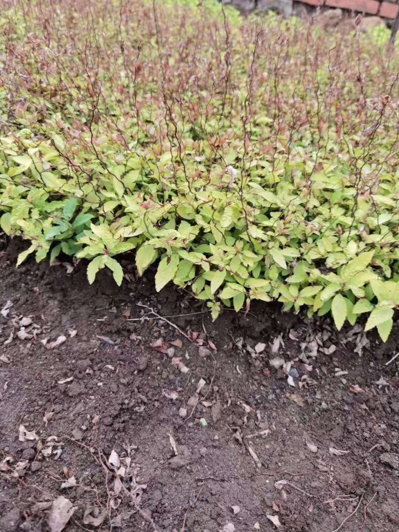 金山绣线菊金焰绣线菊日本绣线菊粉花绣线菊柳叶绣线菊