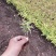 金山绣线菊金焰绣线菊日本绣线菊粉花绣线菊柳叶绣线菊