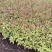 金山绣线菊金焰绣线菊日本绣线菊粉花绣线菊柳叶绣线菊