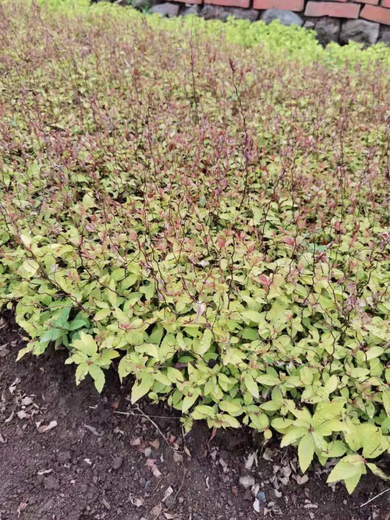 金山绣线菊金焰绣线菊日本绣线菊粉花绣线菊柳叶绣线菊