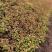 金山绣线菊金焰绣线菊日本绣线菊粉花绣线菊柳叶绣线菊