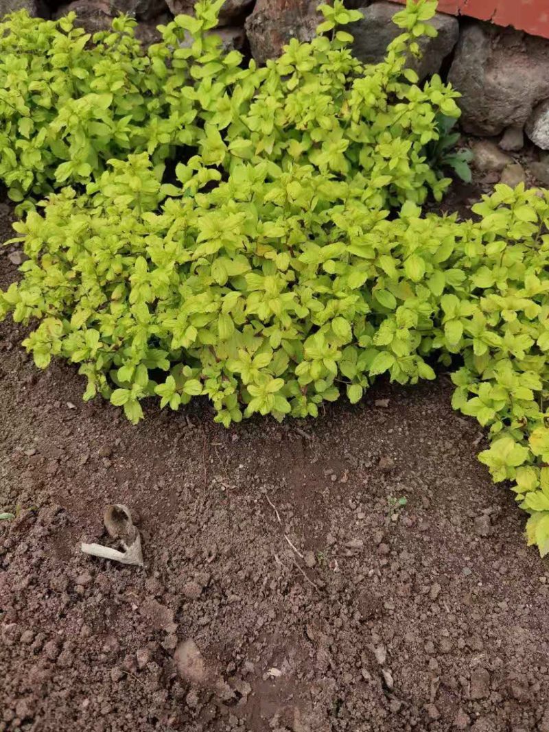 金山绣线菊金焰绣线菊日本绣线菊粉花绣线菊柳叶绣线菊