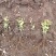 金山绣线菊金焰绣线菊日本绣线菊粉花绣线菊柳叶绣线菊