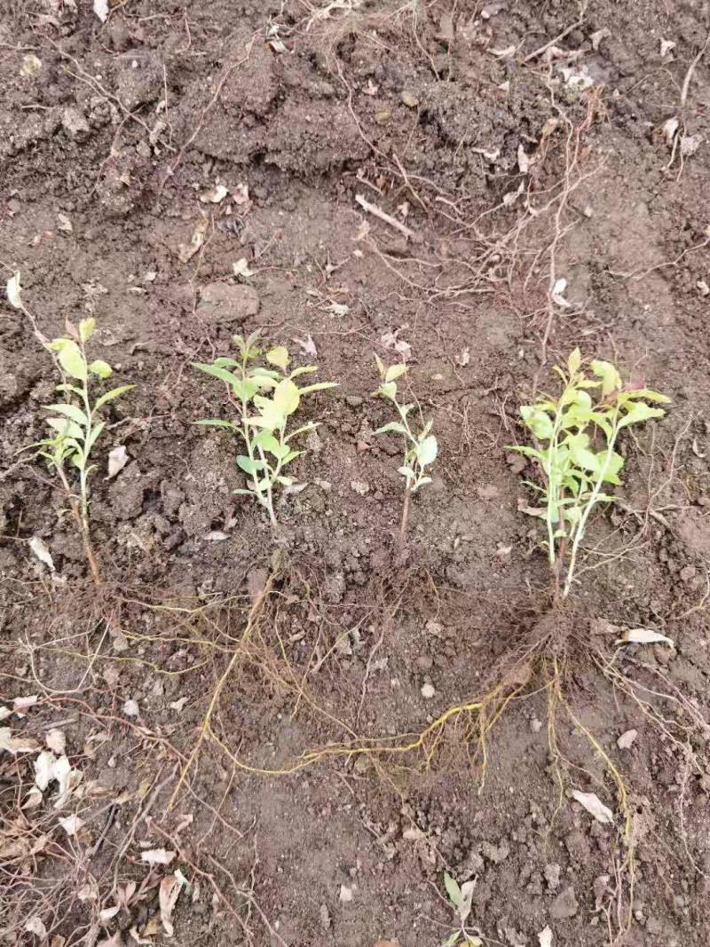 金山绣线菊金焰绣线菊日本绣线菊粉花绣线菊柳叶绣线菊