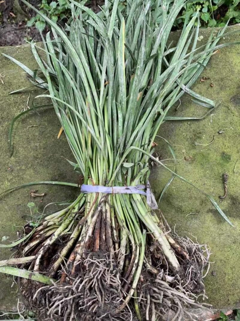 紫娇花，四川优质紫娇花种植基地出售，成都紫娇花批发价格