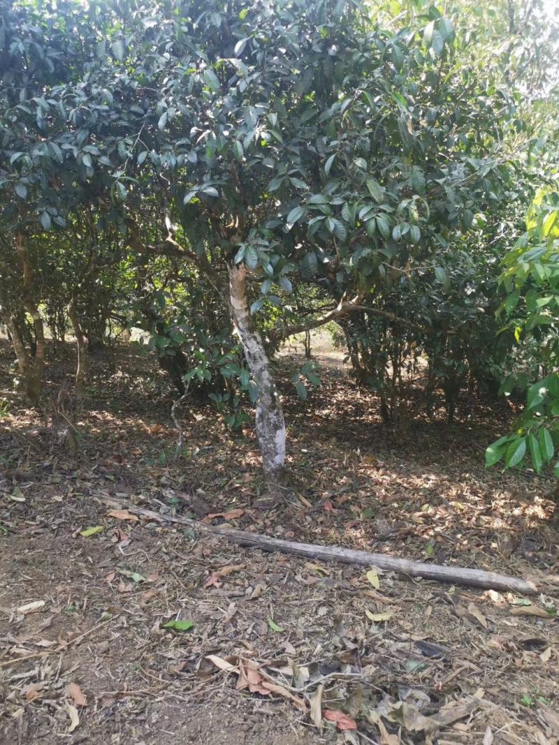 高端普洱茶易武薄荷糖冰岛老班章