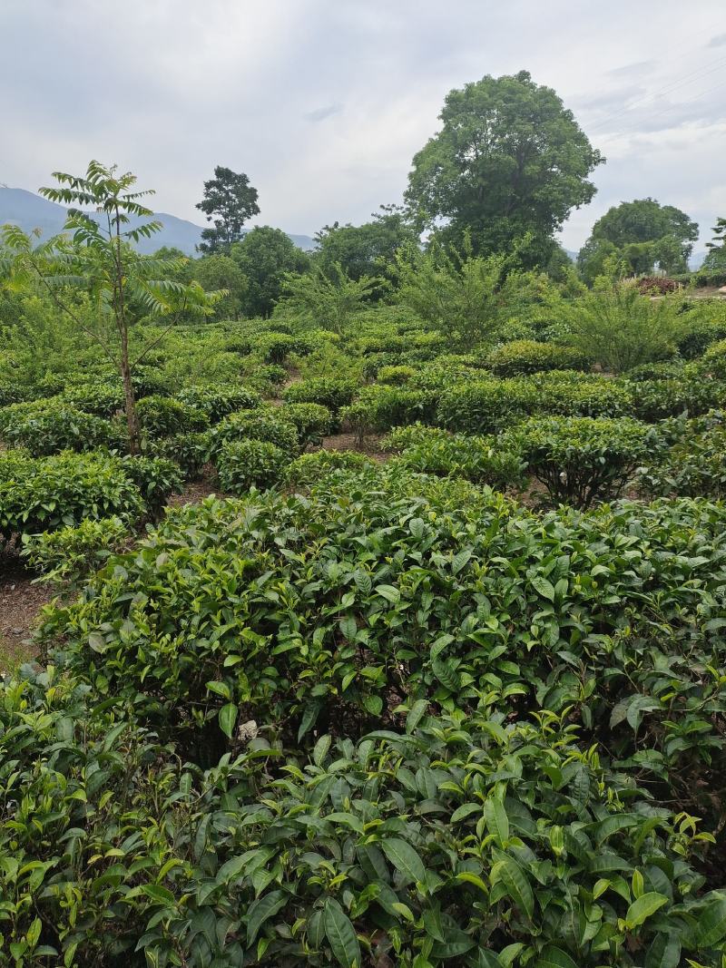高端普洱茶易武薄荷糖冰岛老班章