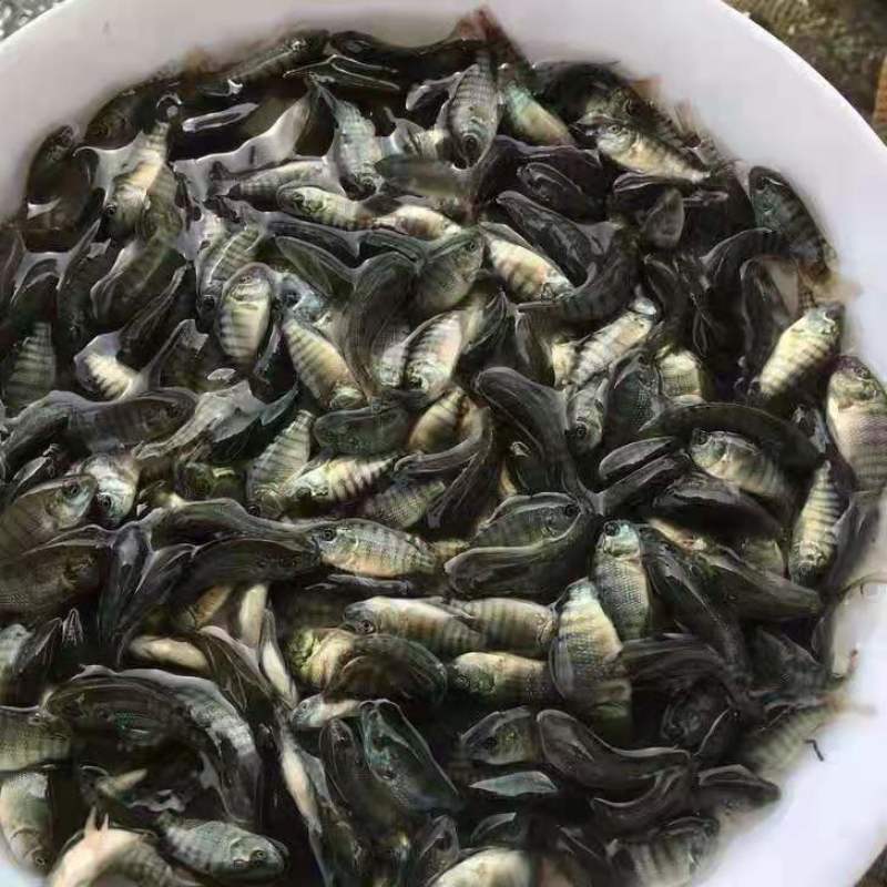 海南一号罗非鱼苗生长速度快，抗病能力强，品种优良，