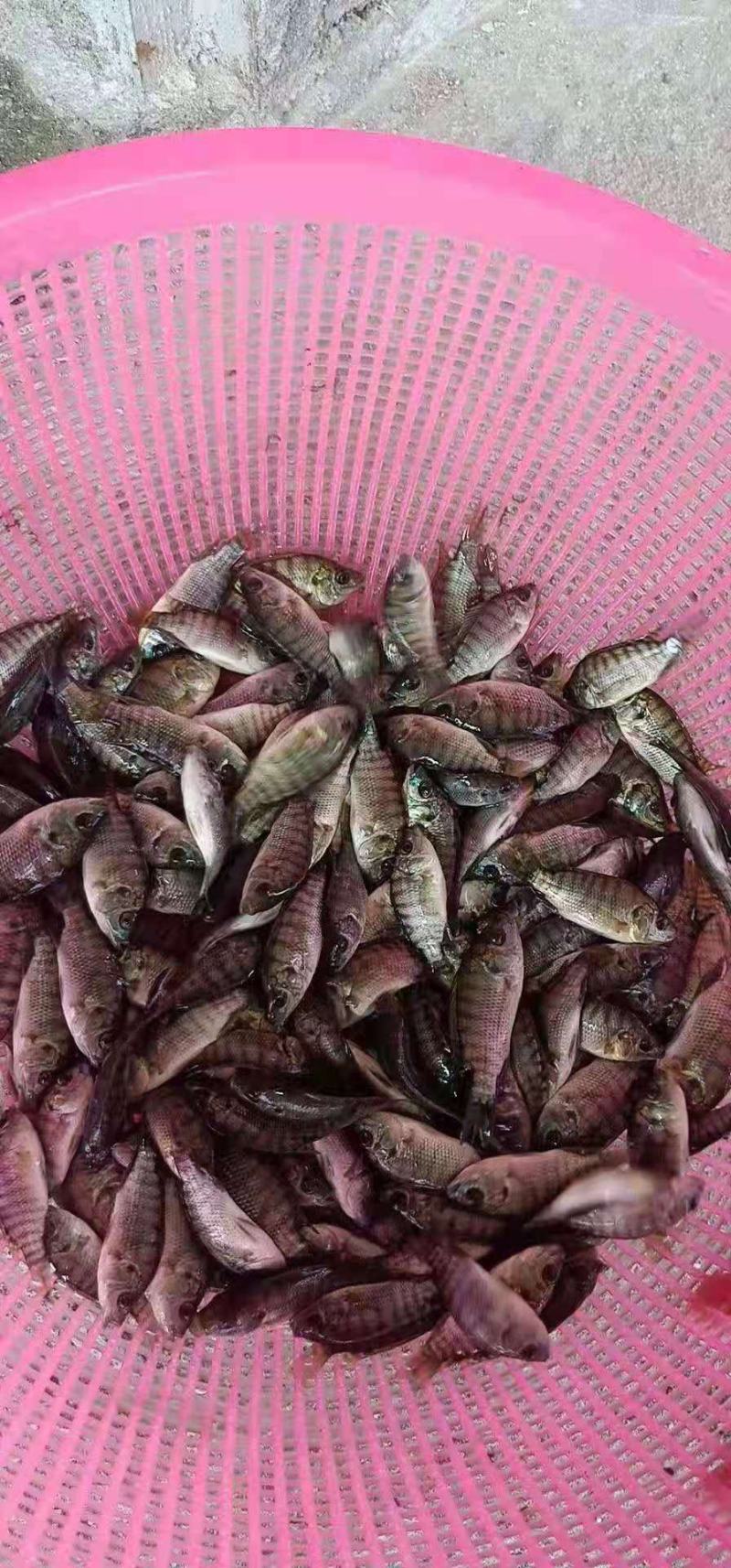 海南一号罗非鱼苗生长速度快，抗病能力强，品种优良，