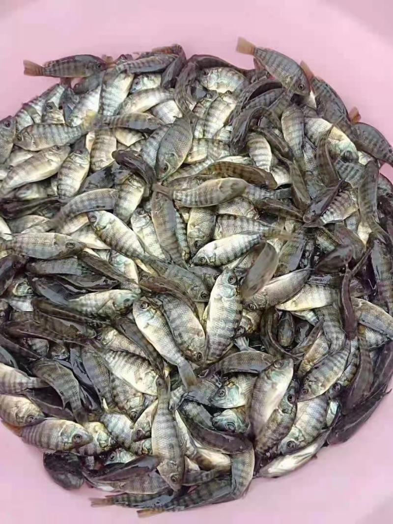 海南一号罗非鱼苗生长速度快，抗病能力强，品种优良，
