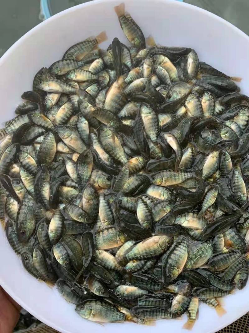 罗非鱼苗海南一号全雄性高品质易养殖