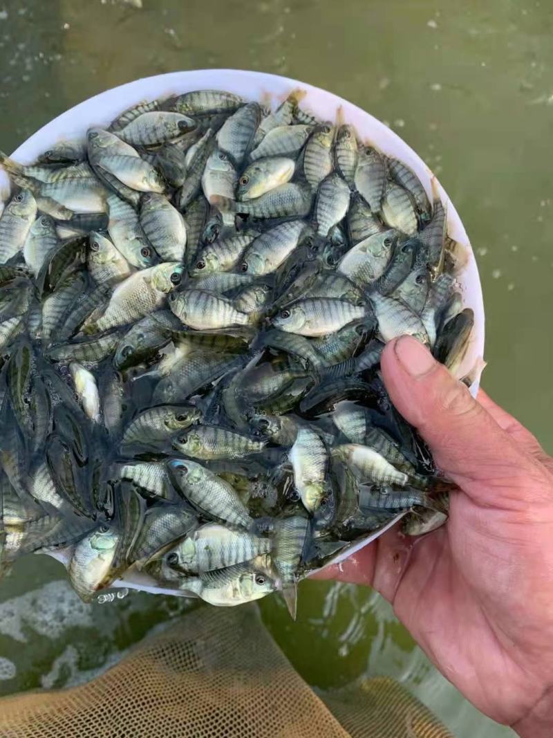 罗非鱼苗海南一号全雄性高品质易养殖