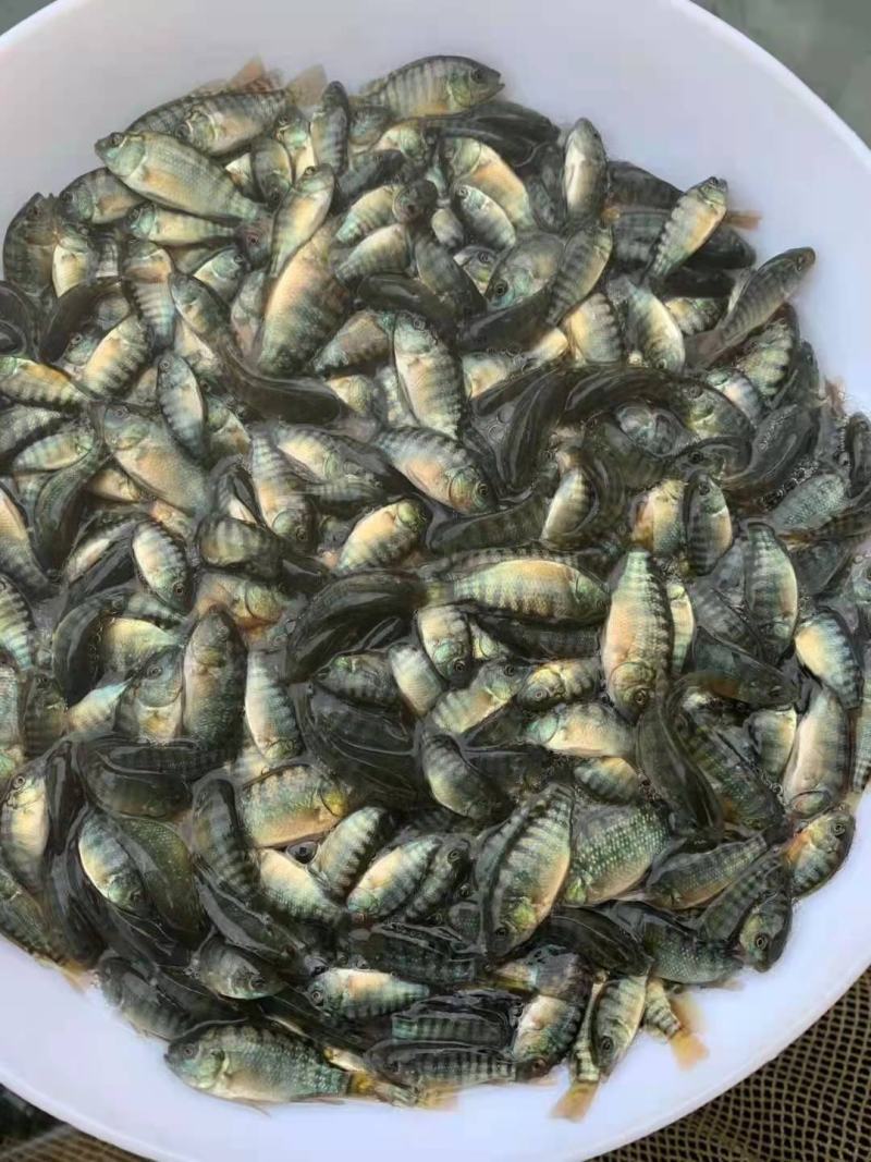 罗非鱼苗海南一号全雄性高品质易养殖