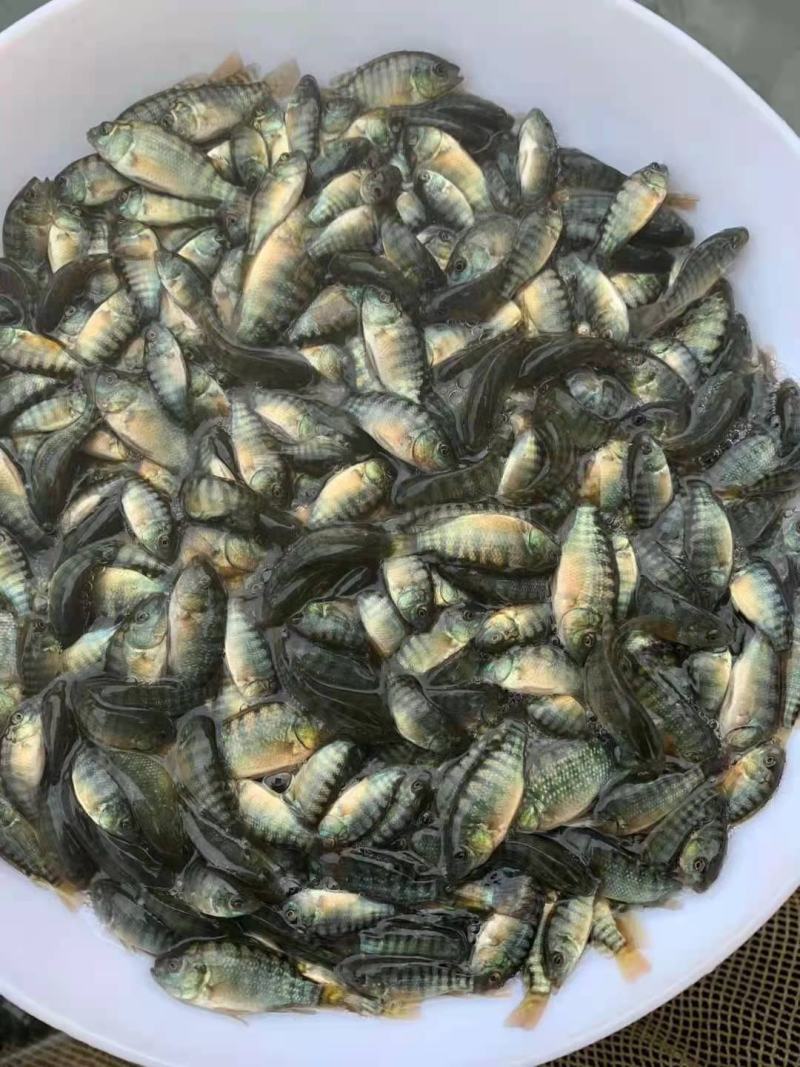 罗非鱼苗海南一号全雄性高品质易养殖