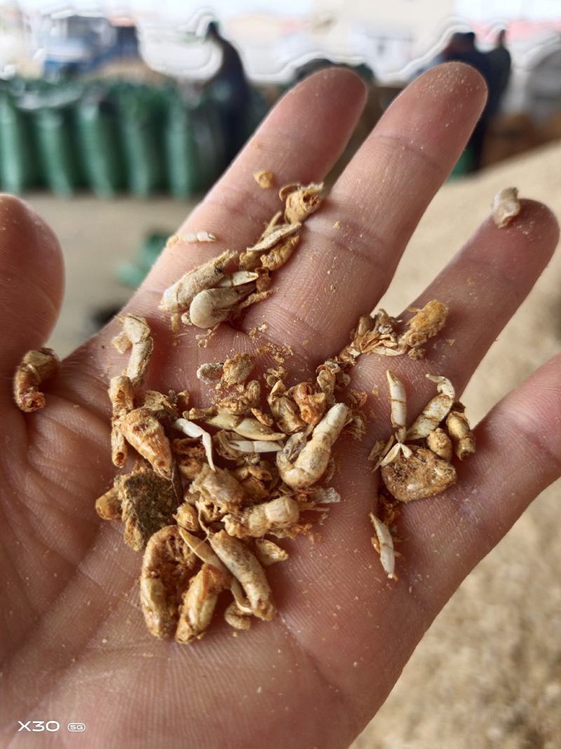 饲料引子虾四不像自家加工做虾粉家畜饲料蛋鸡蛋鸭用一手货源
