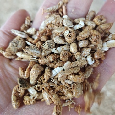 饲料引子虾四不像自家加工做虾粉家畜饲料蛋鸡蛋鸭用一手货源