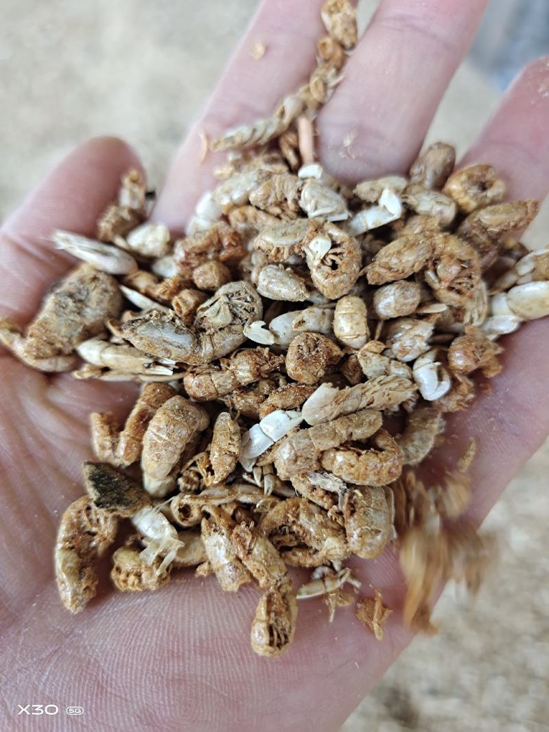 饲料引子虾四不像自家加工做虾粉家畜饲料蛋鸡蛋鸭用一手货源