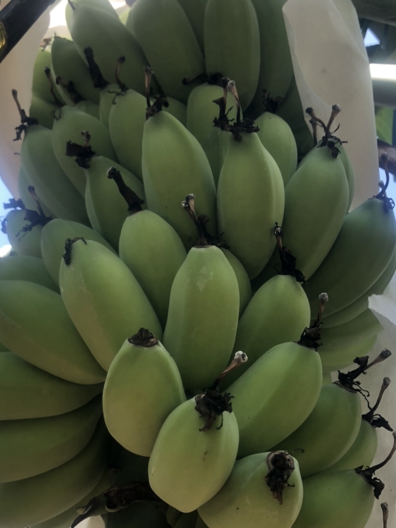 苹果蕉
