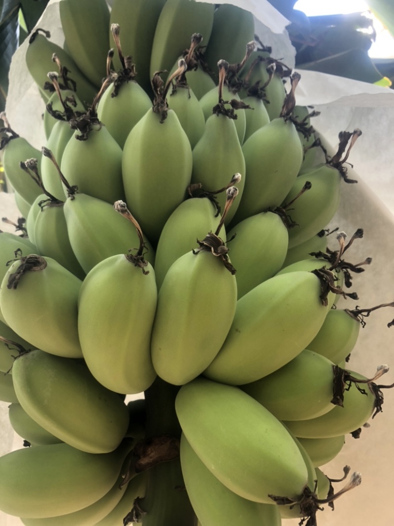 苹果蕉