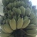 苹果蕉