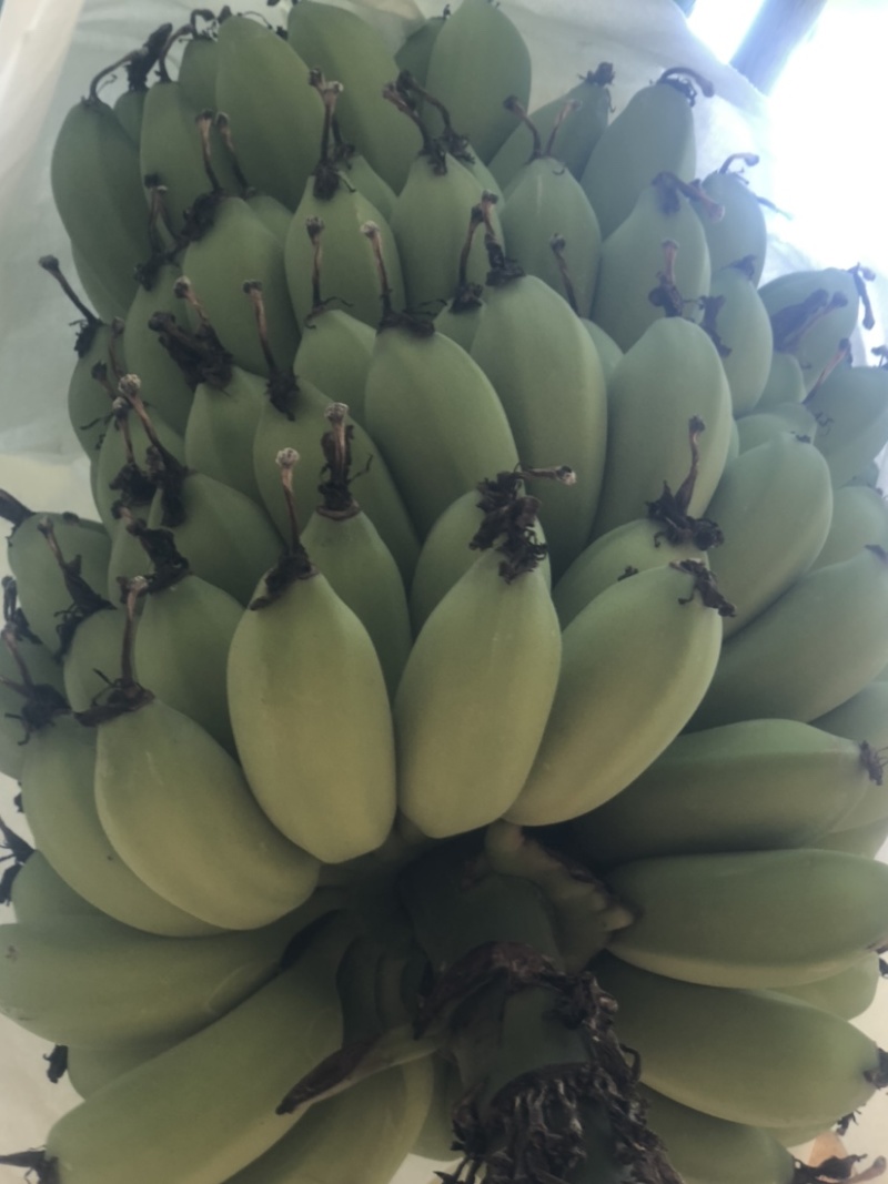 苹果蕉