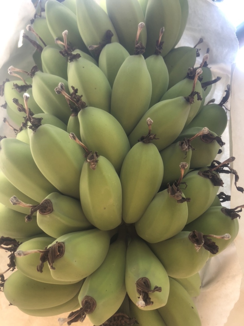 苹果蕉