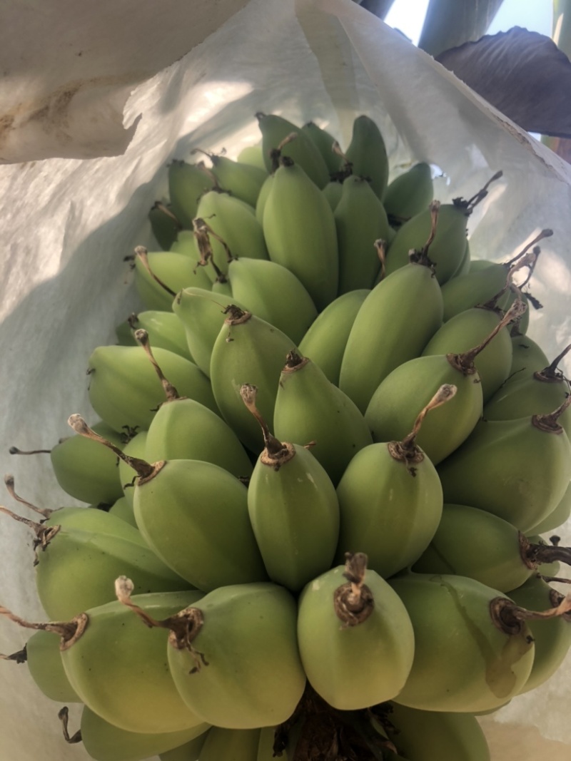 苹果蕉