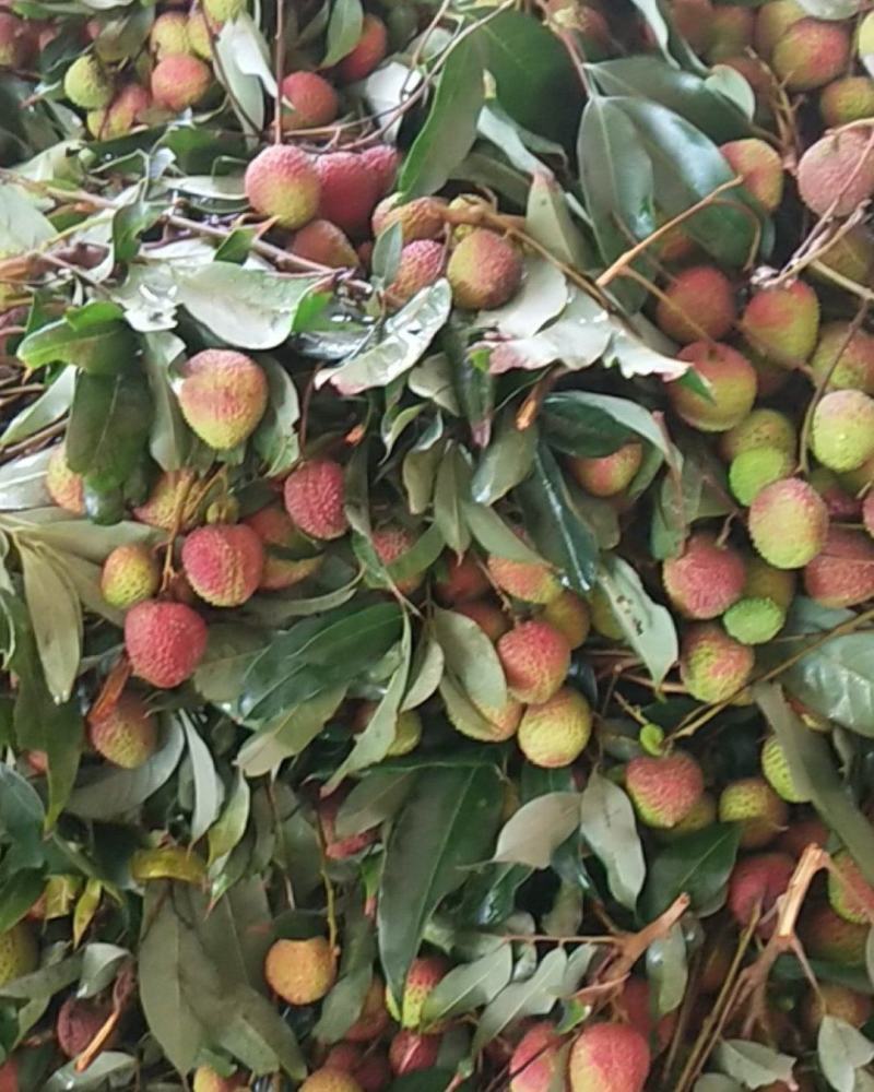 妃子笑荔枝