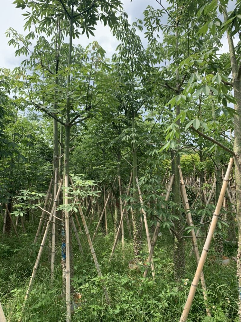 美丽异木棉美人树米径10公分到15公分均有售