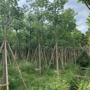 美丽异木棉美人树米径10公分到15公分均有售
