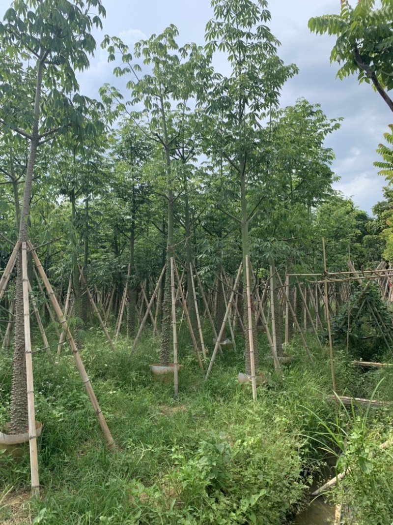 美丽异木棉美人树米径10公分到15公分均有售