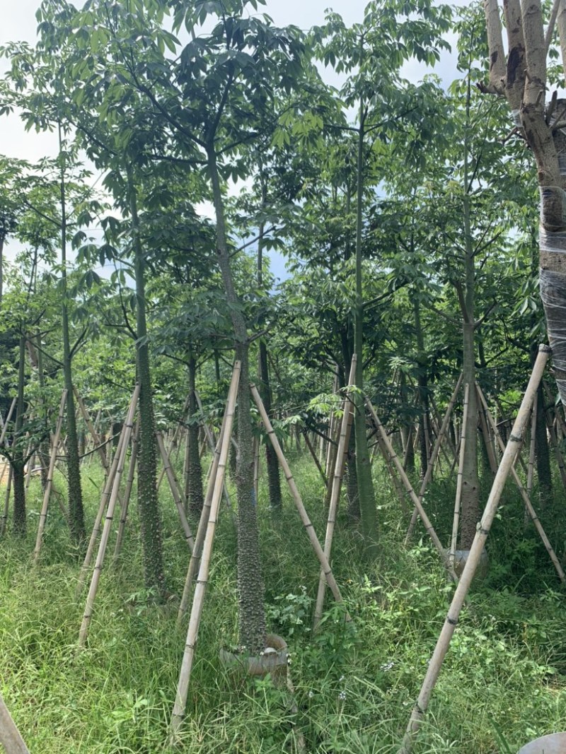 美丽异木棉美人树米径10公分到15公分均有售