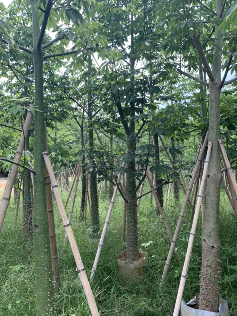 美丽异木棉美人树米径10公分到15公分均有售