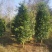 大量供应10-12公分竹柏，庭院风水树，修剪过的