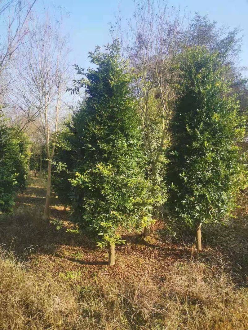 大量供应10-12公分竹柏，庭院风水树，修剪过的