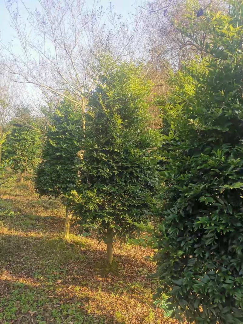 大量供应10-12公分竹柏，庭院风水树，修剪过的