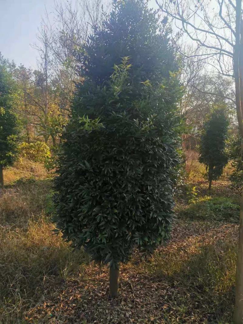 大量供应10-12公分竹柏，庭院风水树，修剪过的
