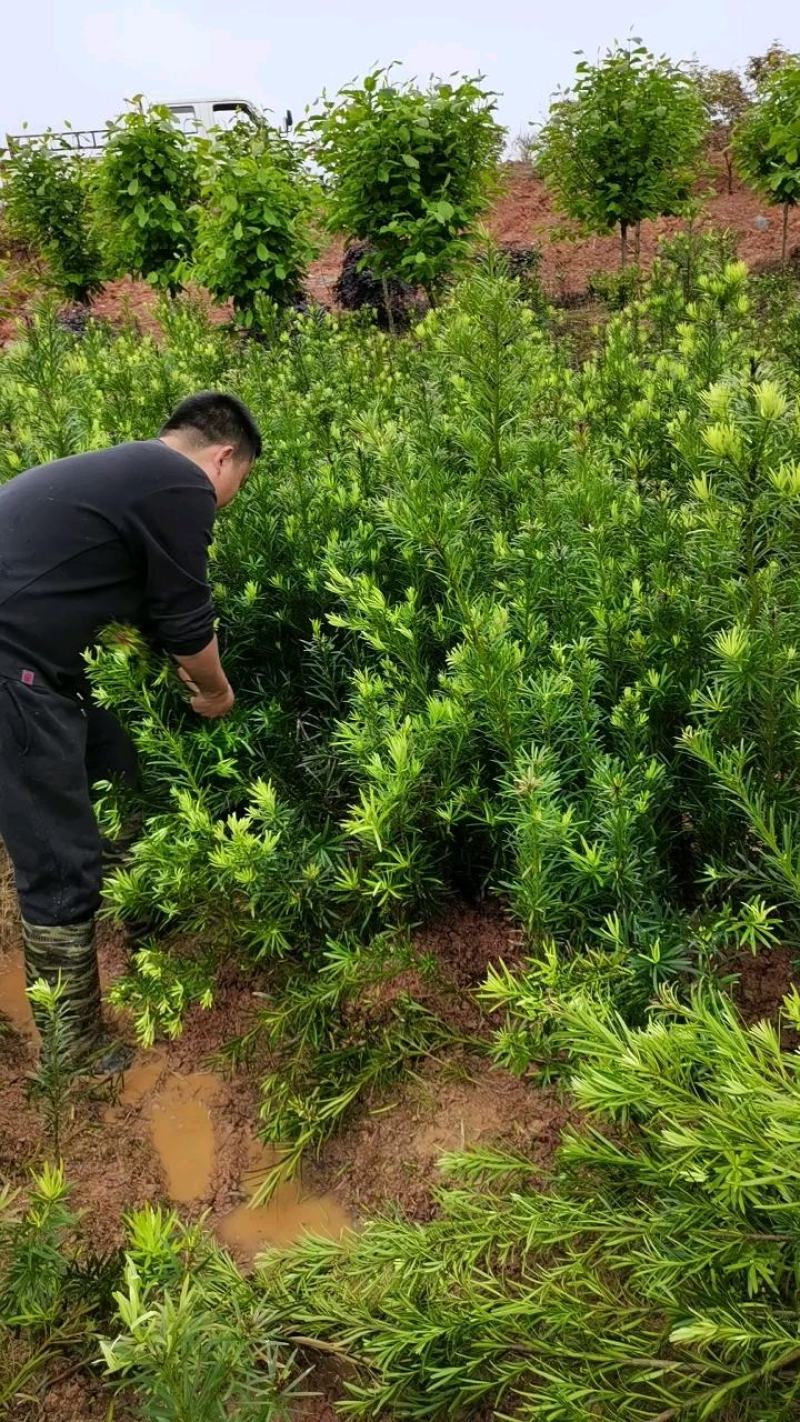 江西直供罗汉松小苗，1公分罗汉松，中叶罗汉松，苗圃直供