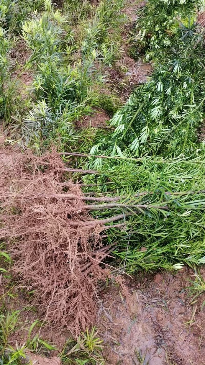 江西直供罗汉松小苗，1公分罗汉松，中叶罗汉松，苗圃直供