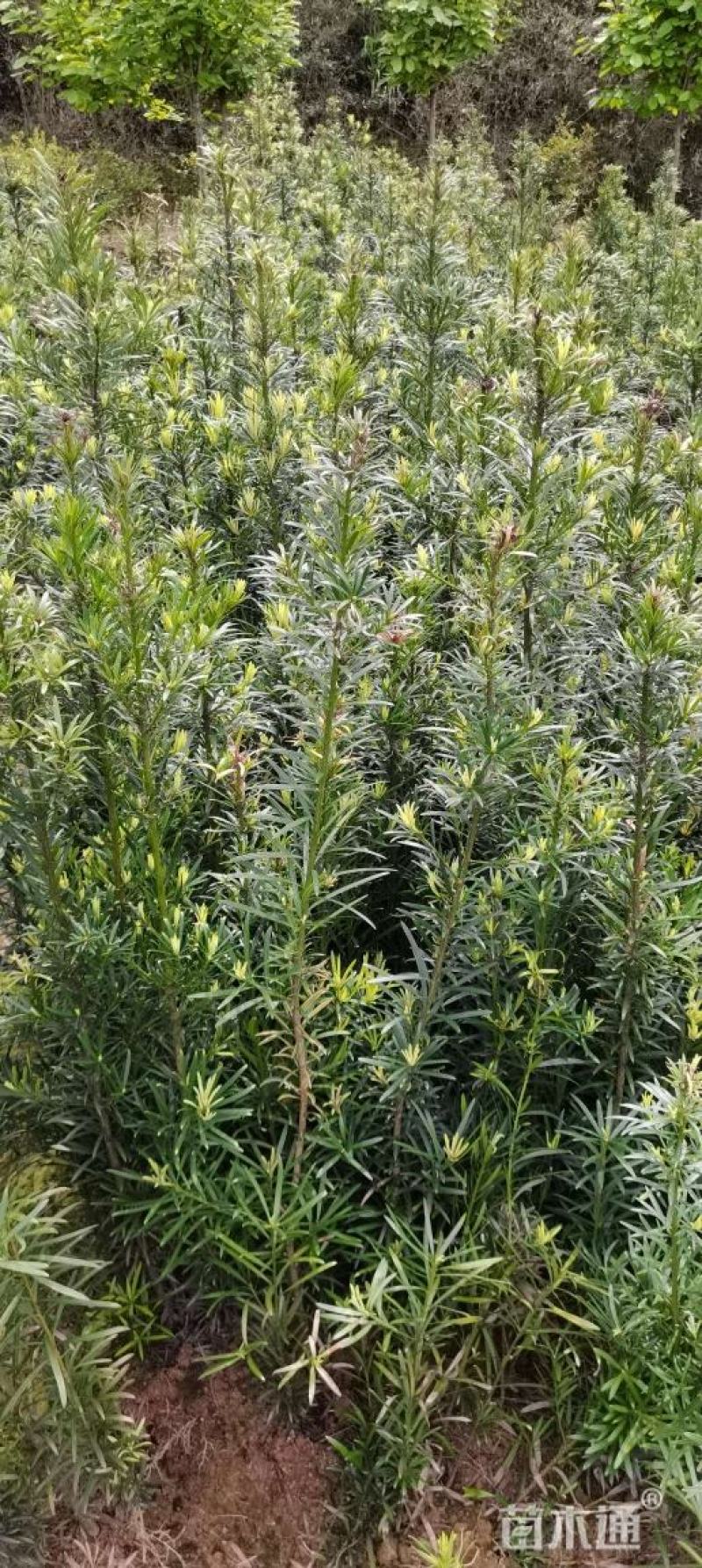 江西直供罗汉松小苗，1公分罗汉松，中叶罗汉松，苗圃直供