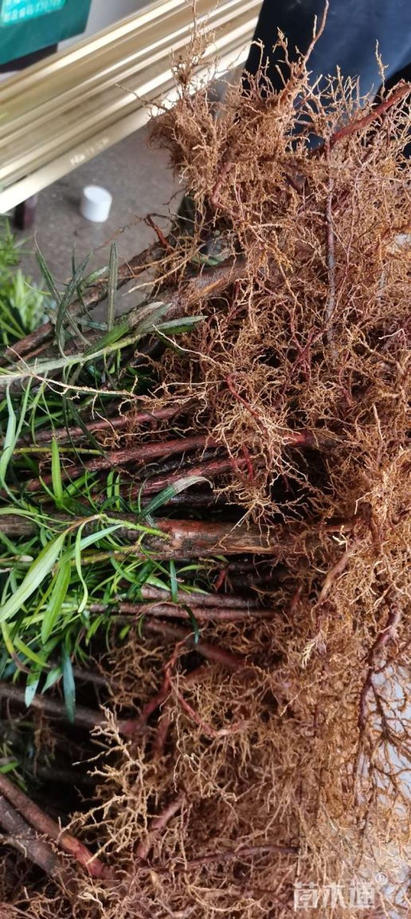 江西直供罗汉松小苗，1公分罗汉松，中叶罗汉松，苗圃直供