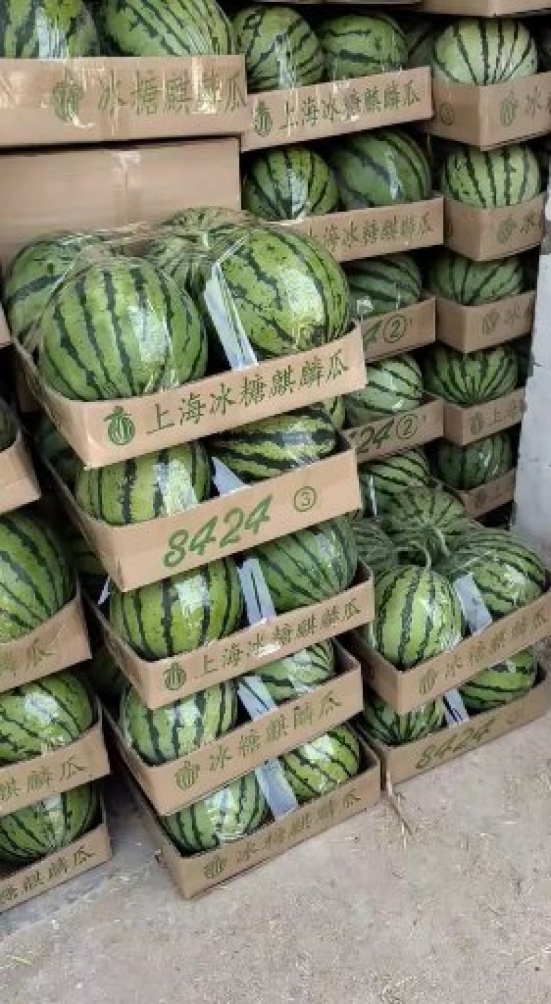 产地万亩大棚露天西瓜无籽有籽麒麟美都大量上市代收代发