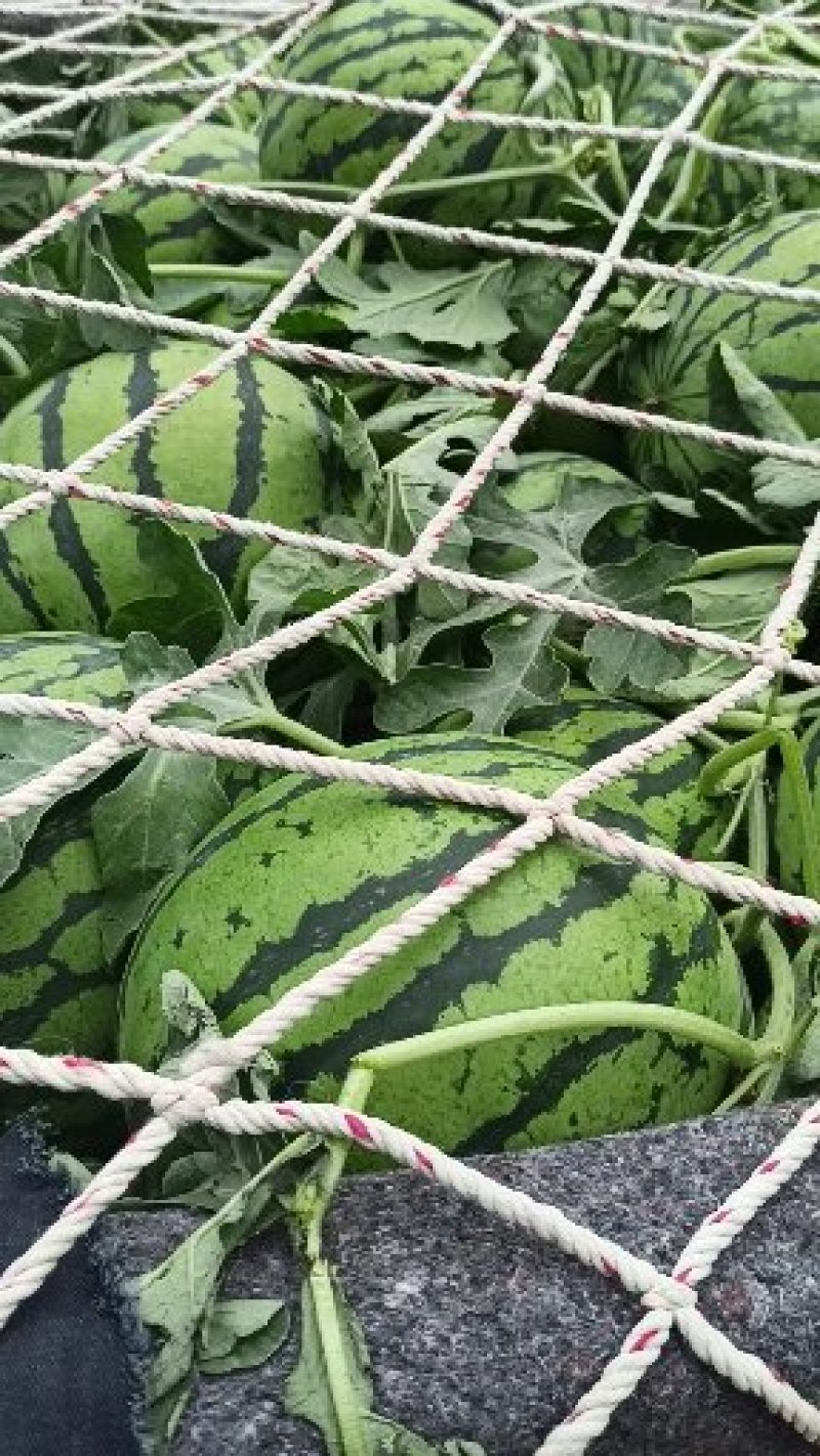 产地万亩大棚露天西瓜无籽有籽麒麟美都大量上市代收代发