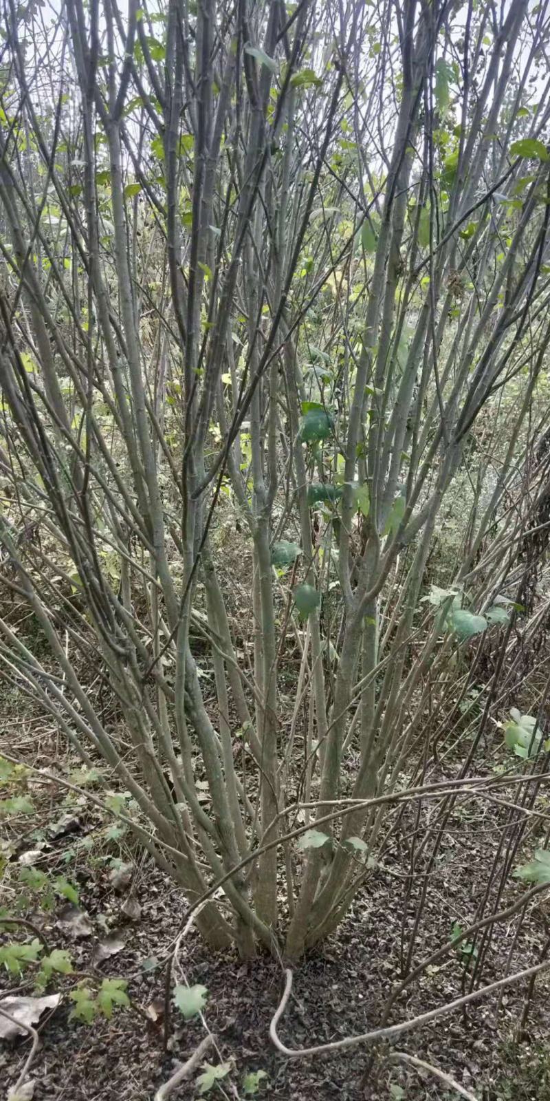 丛生木槿，规格齐全，适应公园绿化，小区绿化，