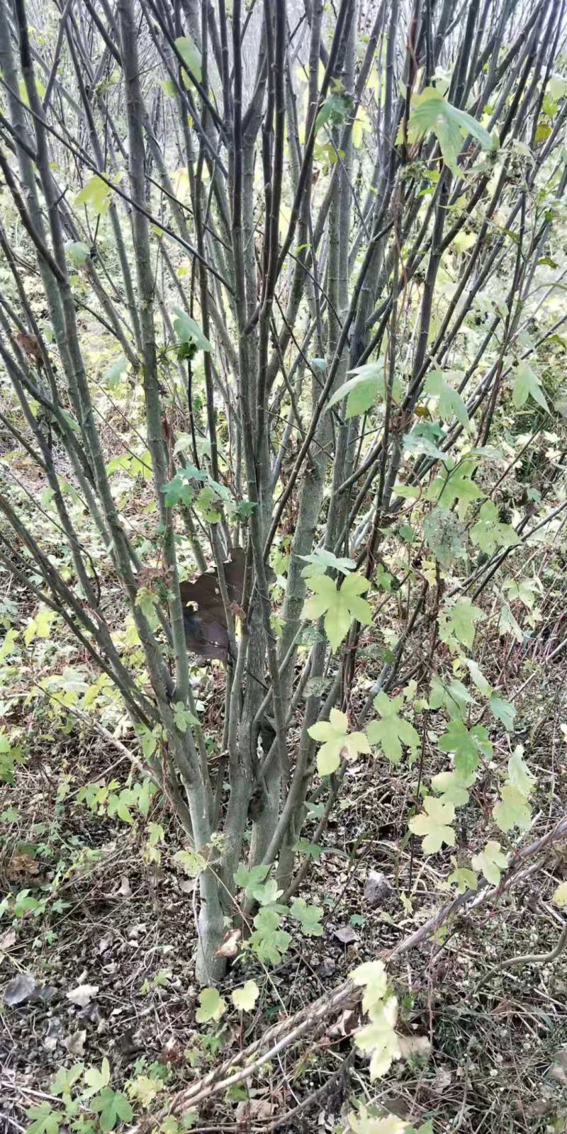 丛生木槿，规格齐全，适应公园绿化，小区绿化，